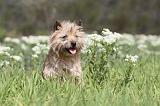 CAIRN TERRIER 221